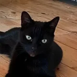 Scarlet