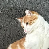 Marshmallow