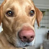 Coco the Labrador