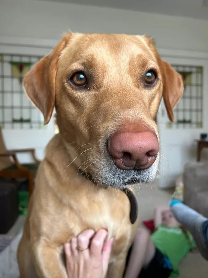 Coco the Labrador