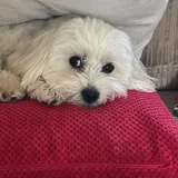 Gianna the Coton de Tulear