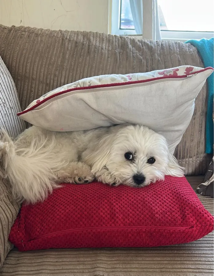Gianna the Coton de Tulear